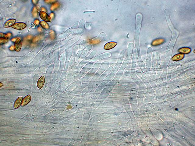 Galerina spec.  Cod. DSCN 5061